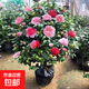 香妃山茶花盆栽五色赤丹花卉植物室內(nèi)好養(yǎng)茶花樹苗四季開花茶花苗 5年壯苗（品種備注）（當年開花） 不含盆