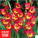 進(jìn)口劍蘭種球花苗多年生花卉菖蘭花唐菖蒲花四季種植庭院多色當年 遠西5個(gè)球