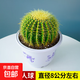 金虎仙人球仙人掌金琥辦公室內(nèi)盆栽盆栽超大號(hào)金冠植物大顆好養(yǎng)活 金琥仙人球/直徑8公分左右（不含盆）