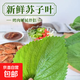 東北蘇子葉紫蘇葉新鮮蔬菜飽飯烤肉蘸醬菜搭配羽衣甘藍榨汁輕食 1斤含箱
