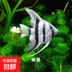 神仙魚(yú)燕魚(yú)小型熱帶魚(yú)活體秘魯熊貓神仙紅頭三色白神仙七彩神仙魚(yú) 6cm秘魯神仙1對