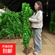 圍墻籬笆植物大葉北海道黃楊苗冬青樹(shù)苗四季常青耐寒庭院綠籬樹(shù)苗 北海道冬青苗1.4-1.5米*10棵