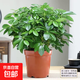 八方來(lái)財(cái)鴨掌木盆栽苗七葉蓮鵝掌柴苗鴨腳木常青花卉苗室內(nèi)外陽(yáng)臺(tái) 鴨腳木：八方來(lái)財(cái)4顆總高25-35CM原土