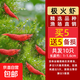 觀賞蝦水晶蝦米蝦淡水除藻清潔工具蝦彩色小蝦極火蝦櫻花蝦耐活體 極火蝦10只含備損1-1.6cm 除藻清潔工具蝦彩色小蝦