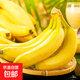 云南高山香蕉 新鮮水果現(xiàn)摘甜糯香蕉 帶花皮 青蕉發(fā)貨 常溫放熟吃 4.5斤