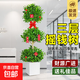 發(fā)財樹(shù)金錢(qián)樹(shù)盆栽植物室內辦公室客廳四季常青好養大型綠植搖錢(qián)樹(shù) 【A級】三層搖錢(qián)樹(shù)1.7-1.8米+方形盆+掛飾