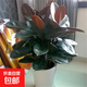 黑金剛橡皮樹盆栽菠蘿樹客廳室內綠葉大葉四季常青型植物凈化空氣 61-75公分高3棵][不含盆原土發(fā)貨