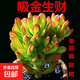 多肉植物 多肉精選老樁蒂亞吸財(cái)樹辦公室室內(nèi)陽臺紅寶石群生多頭 吸財(cái)樹老樁10厘米左右