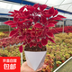 紅葉植物盆栽五彩蘇盆栽彩葉草大苗陽(yáng)臺庭院四季常紅開(kāi)花好養綠植 酒紅金邊彩葉草【原盆原土】