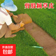 草皮真草坪種子帶泥土別墅花園綠化四季青果嶺草臺灣草草皮帶土 高檔耐踩免剪股穎草坪草皮1平方
