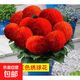 繡球花苗盆栽庭院花卉大花繡球八仙花盆栽無盡夏繡球室內(nèi)庭院花卉 2大紅【3-4個分枝】+肥料