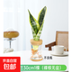 金邊虎皮蘭盆栽多肉易活水培植物綠植辦公室內(nèi)花卉大全客廳虎尾蘭 虎皮蘭30cm1棵（裸根無(wú)盆） 含盆