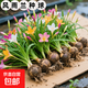 風(fēng)雨蘭種球四季種植濃香型重瓣多色韭蘭蔥蘭室內陽(yáng)臺水培綠植花卉 混色風(fēng)雨蘭種球【50顆】+送肥 不含盆