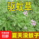 【種它沒蚊子】香葉天竺葵籽防蚊子盆栽室內(nèi)外陽臺植物 驅(qū)蚊草種子/包約500粒 1包