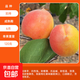 杏樹(shù)苗嫁接苗早熟甜杏子苗活苗盆栽地栽果樹(shù)苗當年結果南北方種植 店長(cháng)推薦：凱特杏6年苗（當年結果） 80cm(含)-89cm(含)