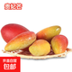 芒果樹(shù)苗嫁接四季芒金煌芒貴妃芒果苗樹(shù)盆栽矮化庭院陽(yáng)臺當年結果 貴妃芒 3年苗一顆 80-110CM