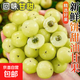 純大山天然成熟的油甘果現(xiàn)摘現(xiàn)發(fā)新鮮油甘果山中寶貝油柑子余甘果 老廣優(yōu)選油甘果帶箱1斤 純大山上采摘自然成熟