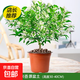 夜來(lái)香花樹(shù)苗盆栽九里香花卉室內陽(yáng)臺驅蚊綠植物鮮花四季開(kāi)花好養 精選夜來(lái)香 （原土發(fā)貨）【滿(mǎn)屋清香】