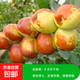 棗樹(shù)活苗沾化冬棗苗樹(shù)帶土球南方種植冰糖大棗樹(shù)苗當年結果 【梨棗2棵裝】-精選6年苗（當年結果） 81cm(含)-110cm(含)