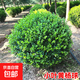 大葉冬青球小葉黃楊球石楠球茶梅球金森女貞球庭院戶(hù)外球形綠化苗 黃楊球：80厘米冠幅【帶土球發(fā)貨】 50cm(含)-60cm(不含)