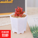 多肉植物多肉精選隨機辦公室室內陽(yáng)臺精品高端紅寶石桃蛋紅色系列 姬朧月+八角盆塑料+土鋪面石