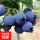 藍莓苗藍莓樹(shù)苗庭院陽(yáng)臺盆栽地栽黑珍珠兔眼果樹(shù)苗木當年結果 黑珍珠5年苗【全國適宜】推薦