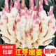 山東新鮮仔姜正宗鮮姜姜芽鮮嫩姜仔生姜農(nóng)家自種紅芽姜批發(fā)應(yīng)季菜 鮮姜帶箱 5斤