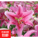 百合花種球香水百合四季開(kāi)花好養活花卉植物室內外花苗盆栽花種子 粉色【精選百合5種球】包活
