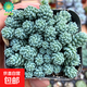 多肉植物 多肉精選老樁蒂亞吸財樹(shù)辦公室室內陽(yáng)臺紅寶石群生多頭 姬星美人多頭【栽好發(fā)貨】