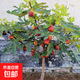 無花果樹苗果樹苗木波姬紅盆栽地栽南方北方種植果樹苗當(dāng)年結(jié)果 波姬紅2cm粗【當(dāng)年結(jié)果】99%喜歡