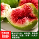 無(wú)花果樹(shù)果苗特大果波姬紅帶果矮化盆栽四季結(jié)果南北方陽(yáng)臺(tái)可種植 青皮品種-5年苗【當(dāng)年結(jié)果】