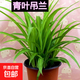 金邊金心卷葉吊蘭四季花卉花盆栽綠植凈化空氣陽(yáng)臺客廳辦公室養好 青葉吊蘭1盆（育苗盆）