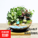 微景觀(guān) 創(chuàng  )意植物 迷你盆栽 DIY植物 生日禮物 苔蘚生態(tài)瓶 小梅龍貓---（12cm斜口帶墊子）