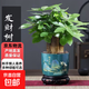 新款發(fā)財樹(shù)小盆栽辦公室內開(kāi)業(yè)送禮盆景綠植 三桿發(fā)財樹(shù)+旭日東升陶瓷盆+圓底座+陶粒