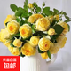 【果汁陽(yáng)臺(tái)月季】大苗玫瑰花苗盆栽大花歐月濃香陽(yáng)臺(tái)庭院帶花苞 金絲雀【帶花苞】 大苗【開花爆滿】