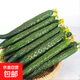 高山新鮮刺黃瓜現(xiàn)摘現(xiàn)發(fā)夏季水果新鮮蔬菜生吃瘦身減脂 25年新鮮貴州本地黃瓜5斤