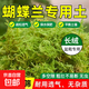 青苔水苔蝴蝶蘭專(zhuān)用土干苔蘚蘭花營(yíng)養土植料盆栽鋪面天然種植透氣 特優(yōu)青苔200g 長(cháng)絨苔蘚 散開(kāi)12升