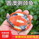 圓澳龜忍者熱帶深水烏龜蛋活體園圓奧龜苗吃魚(yú)屎魚(yú)糞混養觀(guān)賞龜 4-5厘米 1只側頸圓澳龜