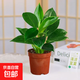 特價(jià)大葉金鉆綠公主盆栽植物除甲醛綠植辦公室四季常青室內(nèi)擺放花 【1盆】金鉆+基地原盆 含盆高度15-20厘米