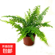 波斯頓蕨霸王蕨腎蕨威武蕨植物垂吊綠植喜水喜陰綠植盆栽造景綠植 90# 波斯頓蕨+原盆土+肥料
