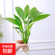 春羽盆栽植物水培如意皇后觀葉綠植鴨腳木金鉆盆栽竹柏小紅掌 一帆風(fēng)順1株