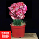 玉麒麟盆栽帶盆帶根室內客廳辦公桌面招財擺件花卉紅麒麟多肉植物 精選彩麒麟25-30cm【原盆原土】