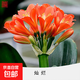 四季君子蘭盆栽帶花苞老苗大小苗花卉植物室內(nèi)花綠好植養(yǎng)圓頭和尚 燦爛10-13片葉【開花時爆滿】掌 柜推薦