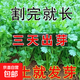 易發(fā)芽大葉香菜種子香菜籽耐熱四季陽臺室內(nèi)盆栽種籽蔬菜種子大全 四季大葉香菜約5000粒5包