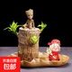 巴西木開(kāi)花水養(yǎng)格魯特小木人水培幸運(yùn)木室內(nèi)好養(yǎng)懶人花卉綠植盆栽 巴西木+荷葉盆+格魯特+財(cái)神+營(yíng)養(yǎng)液 【帶芽發(fā)貨】裸根不帶土高10-15厘米