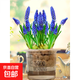 10顆葡萄風(fēng)信子進(jìn)口種球土培水培植物盆栽室內(nèi)室外耐寒花卉多年生 混色 葡萄風(fēng)信子種球 5球 3-4cm