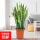 金邊虎皮蘭盆栽多肉植物水培好養(yǎng)綠植室內(nèi)花卉客廳大型虎尾蘭陽(yáng)臺(tái) 【客廳推薦】60-80cm高6棵【簡(jiǎn)易盆】