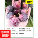 無(wú)花果樹果苗帶果矮化盆栽特大果波姬紅金傲芬斯特拉無(wú)花果苗樹苗 哈代6年苗當(dāng)年結(jié)果（帶土帶葉發(fā)貨） 81cm(含)-110cm(含)