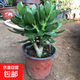 邇英閣大葉玉樹老樁盆栽多肉植物燕子掌室內(nèi)防輻射四季好養(yǎng)綠植凈 玉樹5年苗一顆（推薦購買 原土（不含盆）15-25CM不等