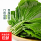 東北蘇子葉紫蘇葉新鮮蔬菜飽飯烤肉蘸醬菜搭配羽衣甘藍榨汁輕食 2斤含箱